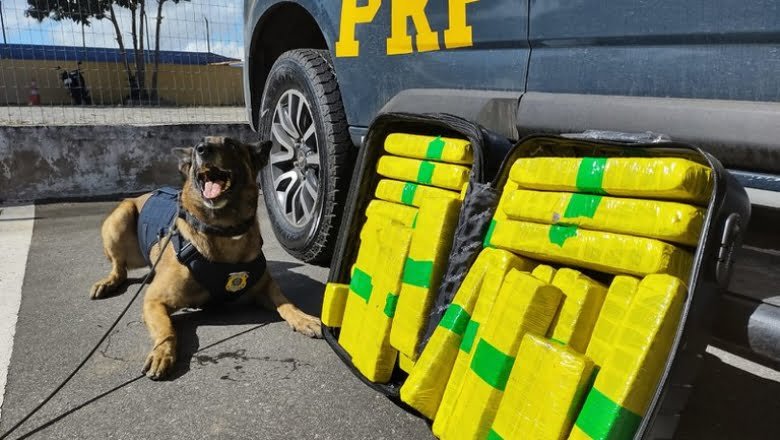 Leia mais sobre o artigo Mais de 22 Kg de maconha são apreendidos pela PRF; droga seria distribuída em Patos