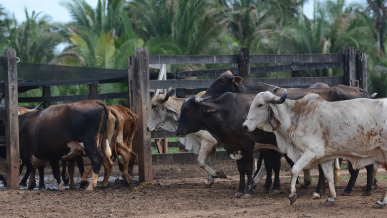 Leia mais sobre o artigo Paraíba terá R$ 1 bilhão do Plano Safra 2024/2025 pelo Banco do Nordeste
