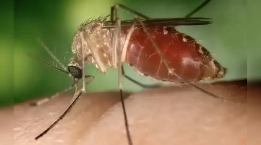 Leia mais sobre o artigo Paraíba confirma primeiro caso de Febre do Oropouche