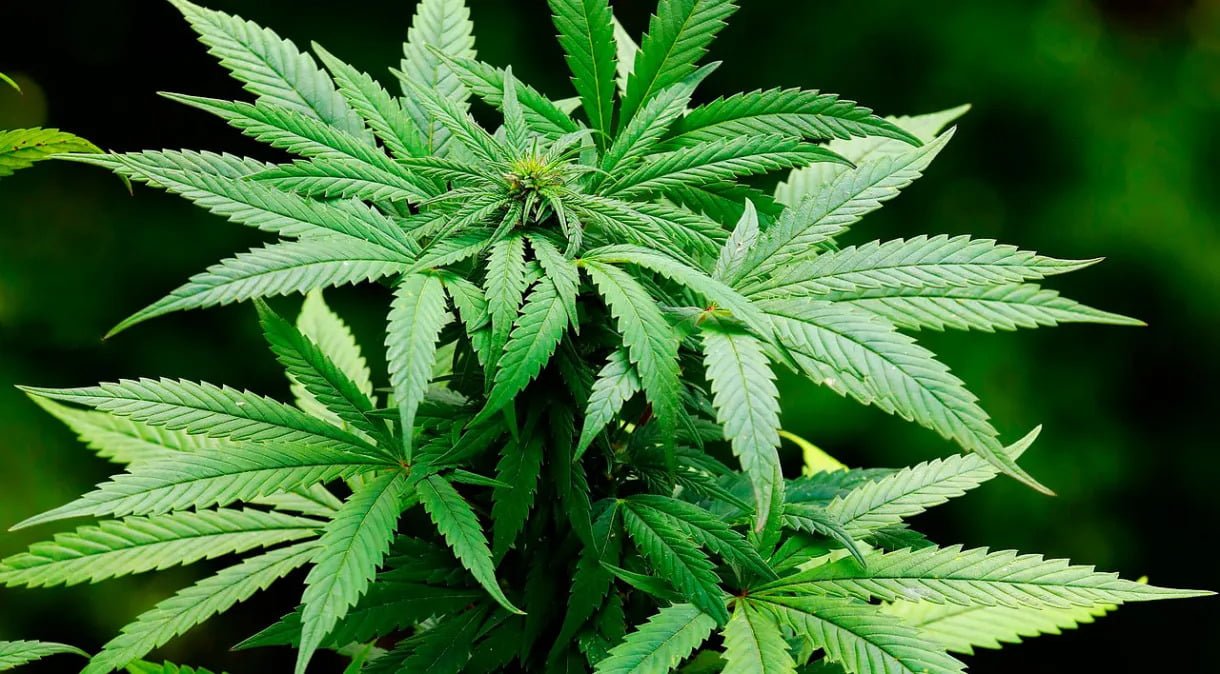 Leia mais sobre o artigo Maconha para uso pessoal: estudo mostra que regra aprovada pelo STF poderia reduzir até 2,4% do sistema prisional