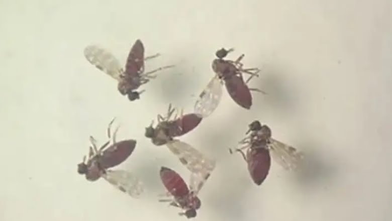 Leia mais sobre o artigo Febre do Oropouche: entenda o que é a doença que preocupa o Brasil