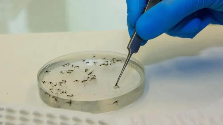 Leia mais sobre o artigo Ceará confirma 96 casos de febre oropouche em cinco municípios