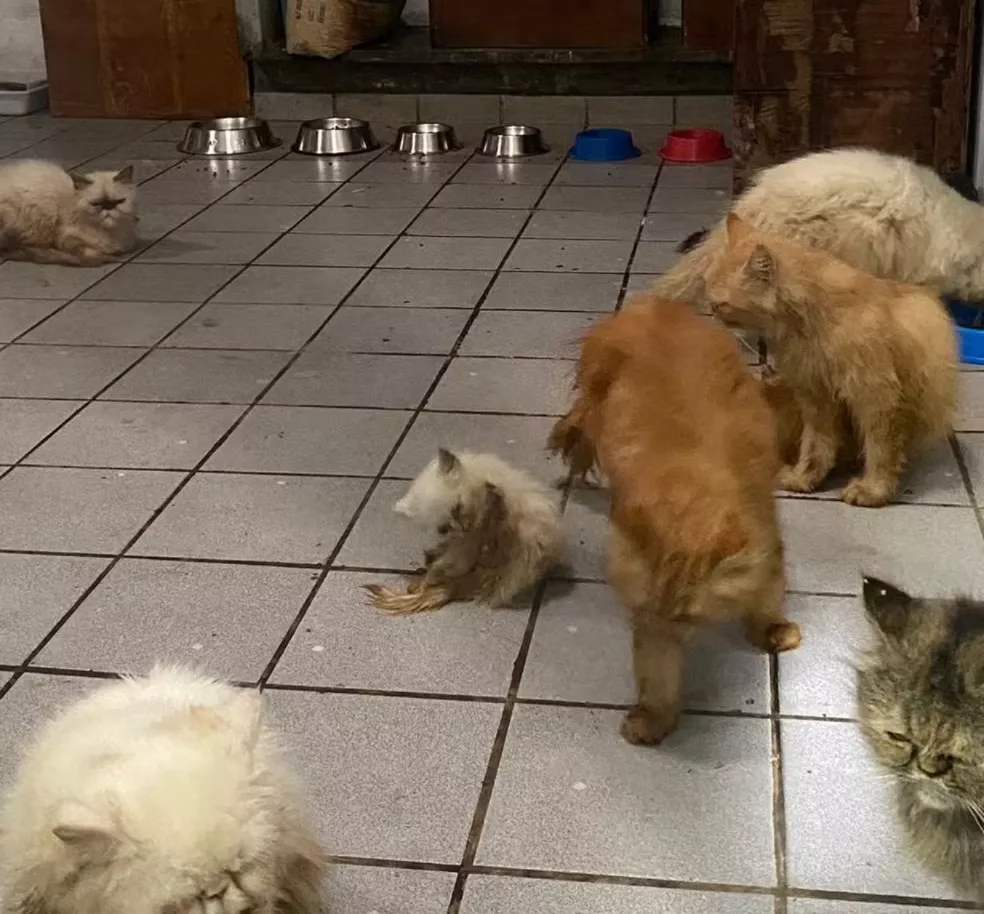 Leia mais sobre o artigo JOÃO PESSOA: Canil clandestino com mais de 40 animais é fechado