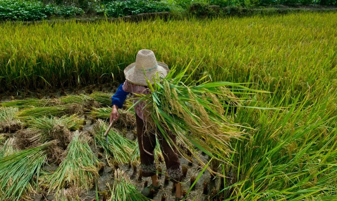 Leia mais sobre o artigo Trabalho escravo: mais de 2 mil foram resgatados no Brasil em 2024