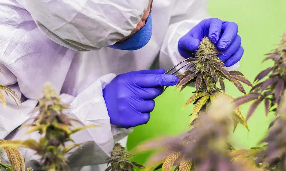 Leia mais sobre o artigo STJ nega mais prazo para regulamentar cannabis para fins medicinais
