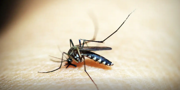 Leia mais sobre o artigo Dengue: Brasil ultrapassa meio milhão de casos prováveis este ano