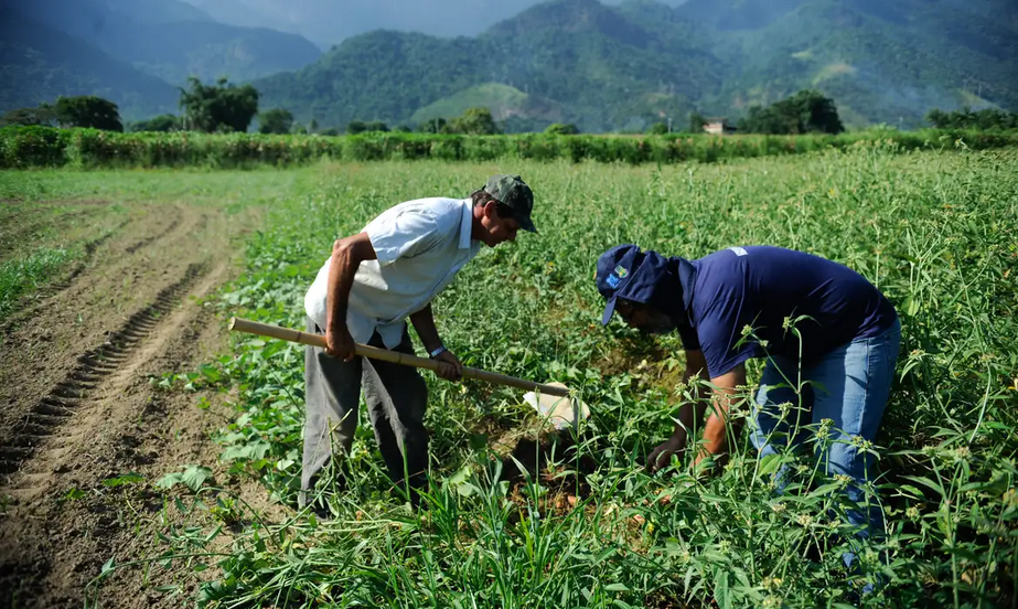 Leia mais sobre o artigo Agricultura familiar concentra 77% das propriedades rurais, mas responde por apenas 23% da produção nacional