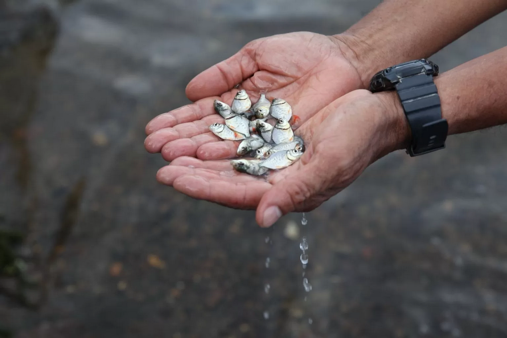 Leia mais sobre o artigo Cajazeiras será beneficiada pela distribuição de alevinos para peixamento de açudes do Sertão