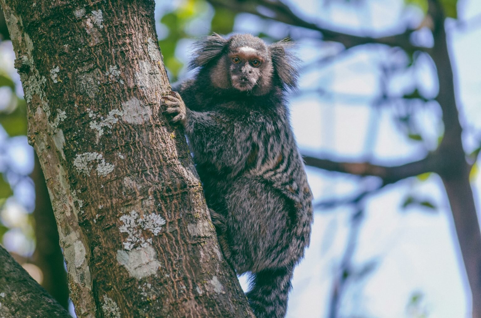 Leia mais sobre o artigo Saúde da Paraíba alerta população sobre riscos e cuidados em casos de acidentes com animais silvestres